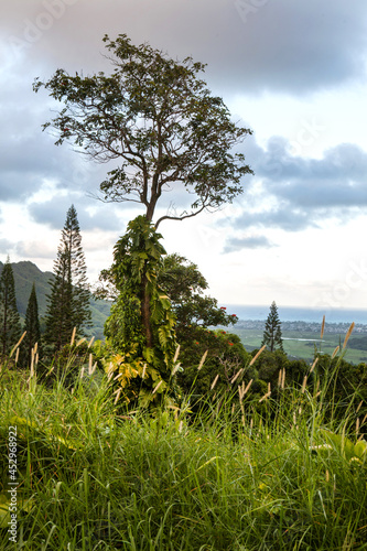 Nuuanu Pali Lookout, a historical landmark with scenic views at the head of Nuuanu Valley on the island of Oahu in Hawaii. photo