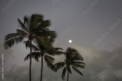 Palm trees against the night sky in Honolulu, Hawaii.