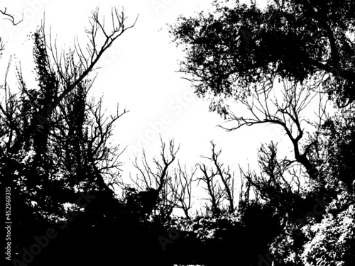 Thicket of forest with tall old deciduous trees, bushes and dead wood. Silhouettes isolated on white background. Illustration. Vector, eps10.