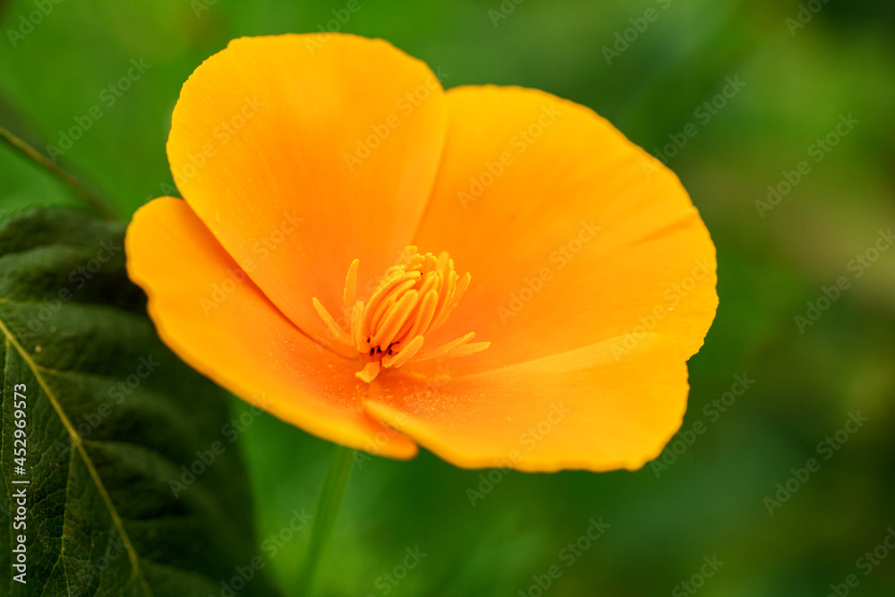 Macro of Golden poppy, Eschscholzia californica, the California poppy, orange flower on green natural background, Beautiful summer background blooming garden. Macro of Golden poppy, Eschscholzia californica, the California poppy, orange flower on green natural background, Beautiful summer background blooming garden.
