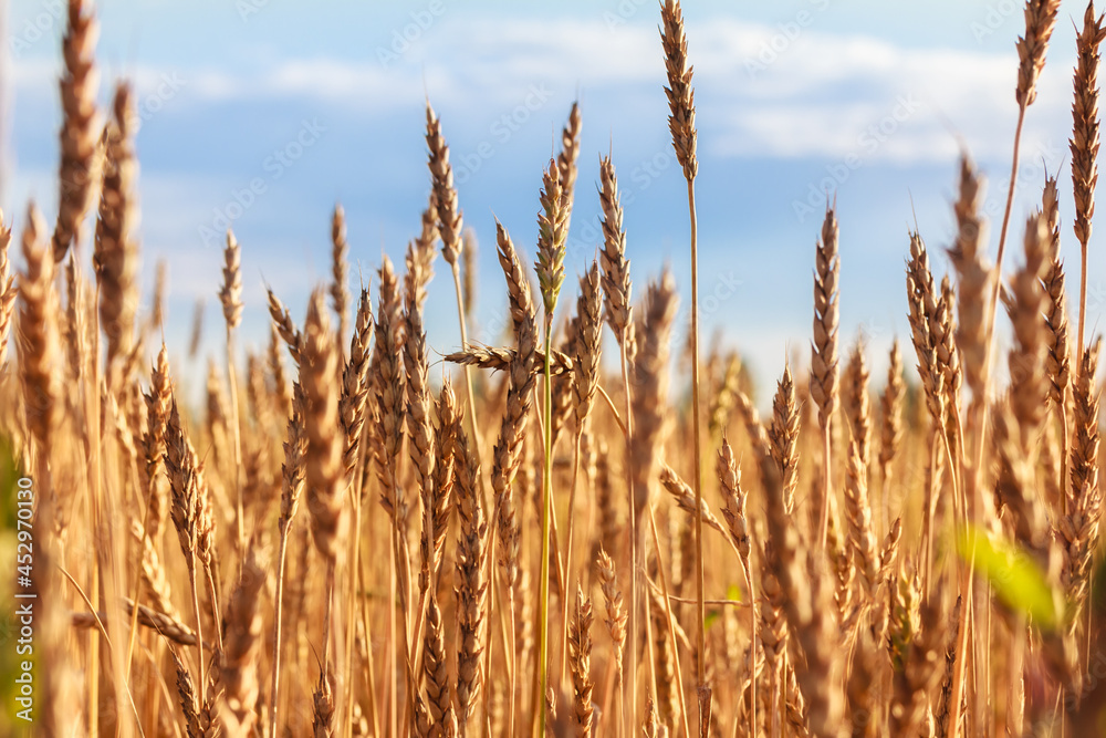 Wheat ears, Golden field of wheat on a sunny day against the blue sky. Rich harvest concept. Rural landscape under shining sunlight. Wheat ears, Golden field of wheat on a sunny day against the blue sky. Rich harvest concept. Rural landscape under shining sunlight.