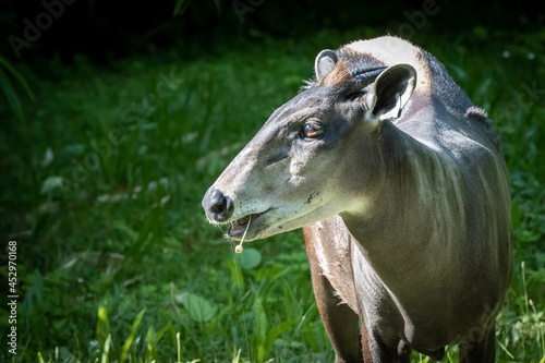 portrait of an african yellow-backed duiker photo