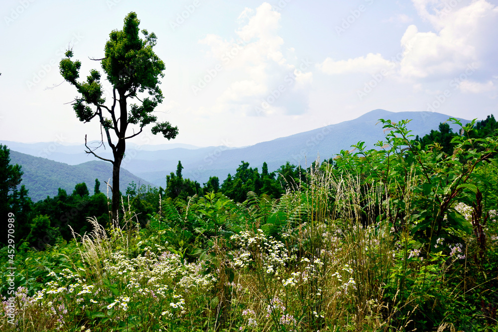Greenstone Overlook on Blue Ridge Parkway in Virginia. Wildflowers and pine trees in foreground and mountain peaks and ridges in the background. Greenstone Overlook on Blue Ridge Parkway in Virginia. Wildflowers and pine trees in foreground and mountain peaks and ridges in the background.