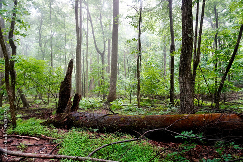 A foggy misty hike through the Blue Ridge Mountains near the Rocky Knob area. A mature forest of large oaks, ashes, hickories, Fraser magnolias, hemlocks, and other native trees, ferns and shrubs. 