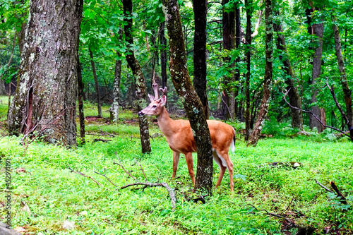 Male white tail deer in the Rocky Knob area of the Blue Ridge Parkway. The white-tailed deer (Odocoileus virginianus, whitetail or Virginia deer) is a medium-sized deer native to North America. Buck. 