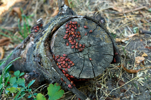 Soldier beetles are sitting on a tree stump. Many red beetles photographed close-up on a wooden stump. photo