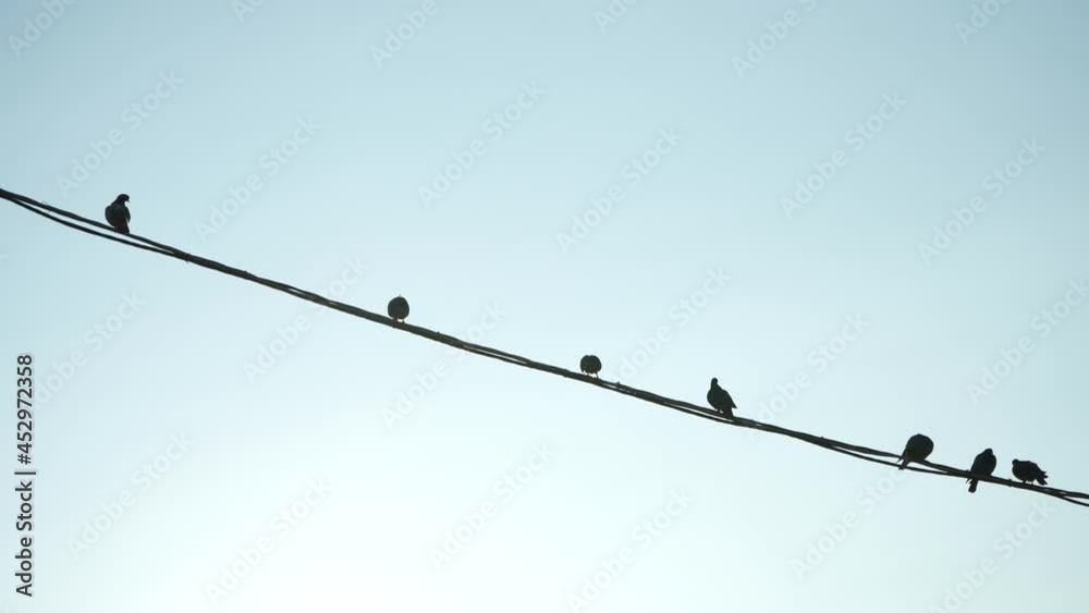 Wild pigeons sit on electric wires Wild pigeons sit on electric wires