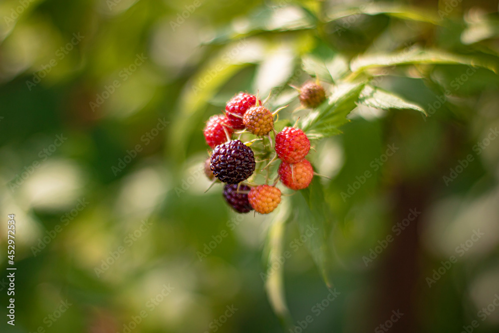 Branch of black unripe raspberries Branch of black unripe raspberries