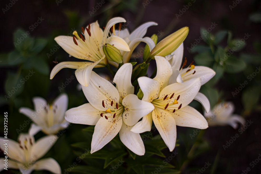 Fototapeta premium Lots of white lilies close up