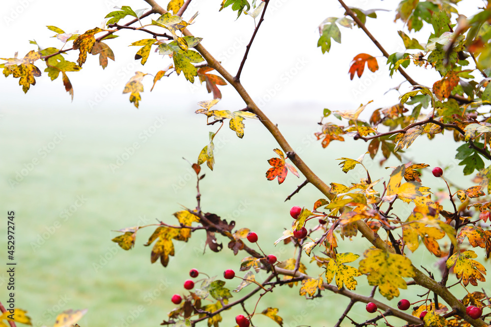 Hawthorn autumn foliage and berries