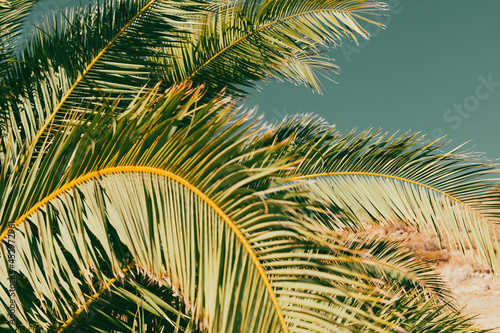 Tropical palm leaves, blurr...