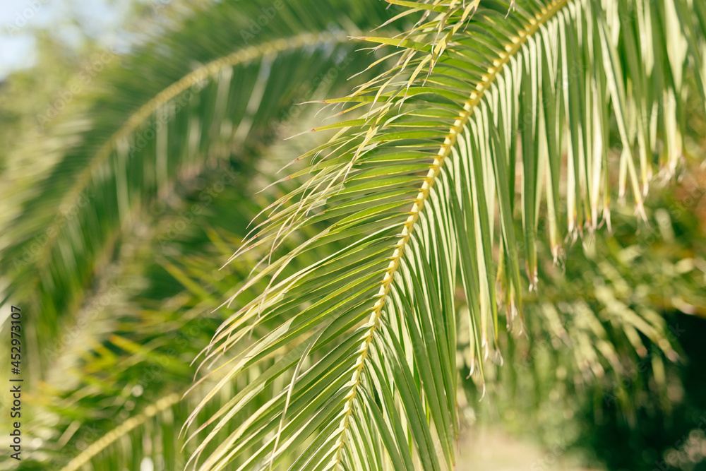 Tropical palm leaves, blurred background Tropical palm leaves, blurred background