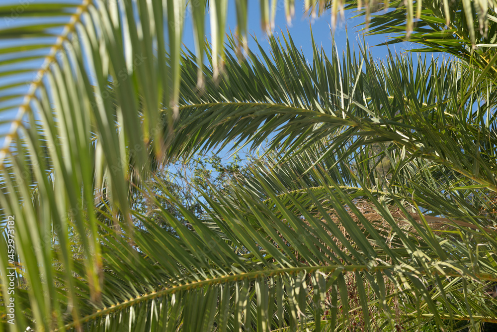 Fototapeta premium Tropical palm leaves, blurred background