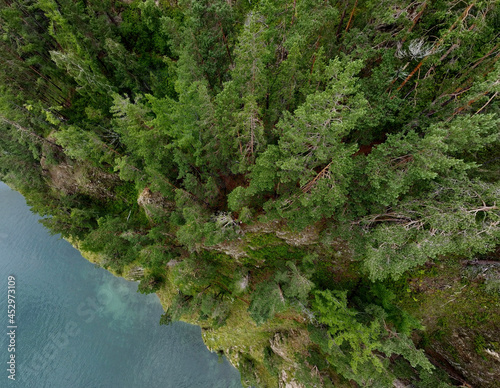 Forest from the above