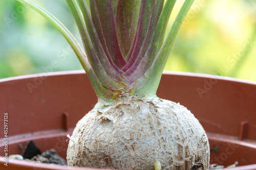 Nolina or Pony-tail palm caudex or swollen trunk. Indoor plants outdoors outside photo