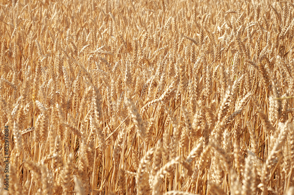 wheat field wheat field