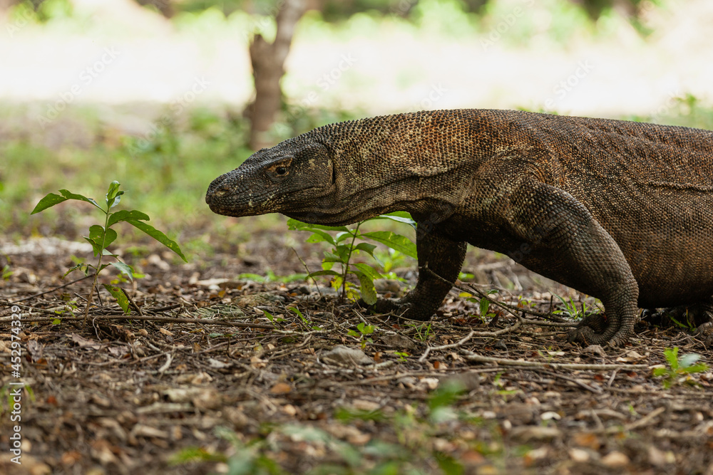 Komodo dragon walking in Komodo island Komodo dragon walking in Komodo island