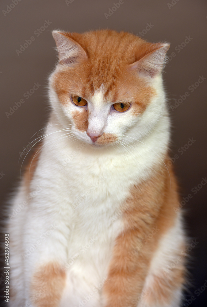 red and white beautiful plump cat