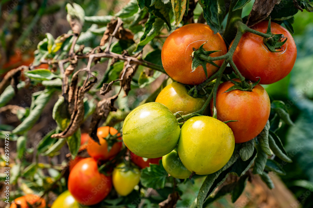 Grappe de grosses tomates bio, biologiques, dans un potager