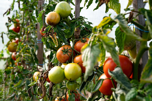 Grappe de grosses tomates bio, biologiques, dans un potager