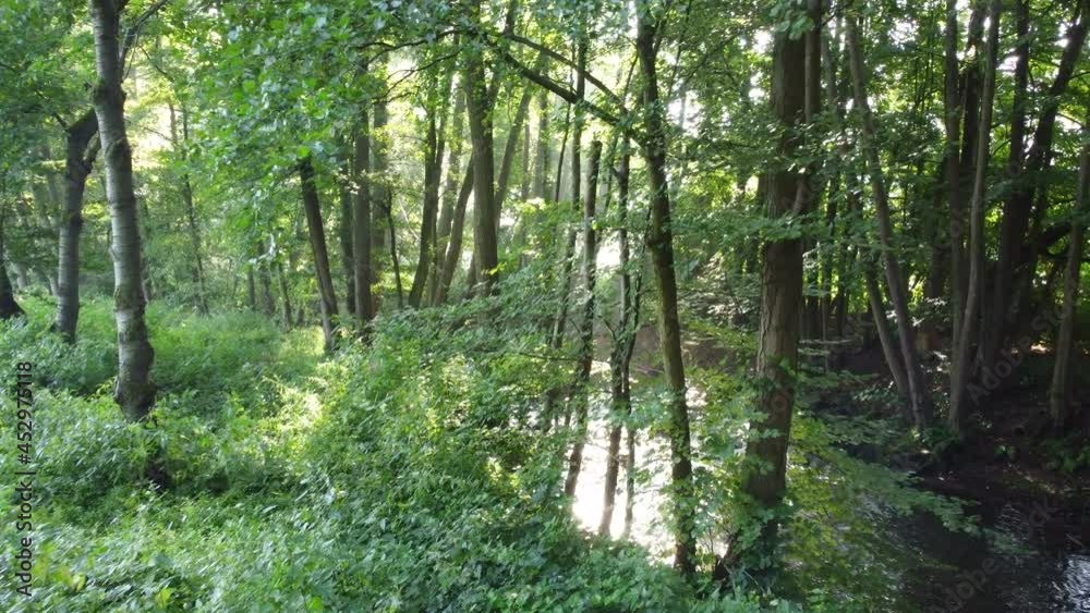 Bach mit üppigem Uferbewuchs im Spessart Bach mit üppigem Uferbewuchs im Spessart