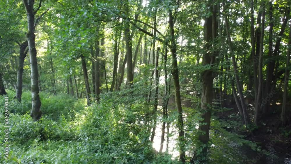 Bach mit üppigem Uferbewuchs im Spessart Bach mit üppigem Uferbewuchs im Spessart