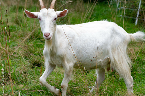Chèvre cornu de couleur blanche dans un prés à la campagne