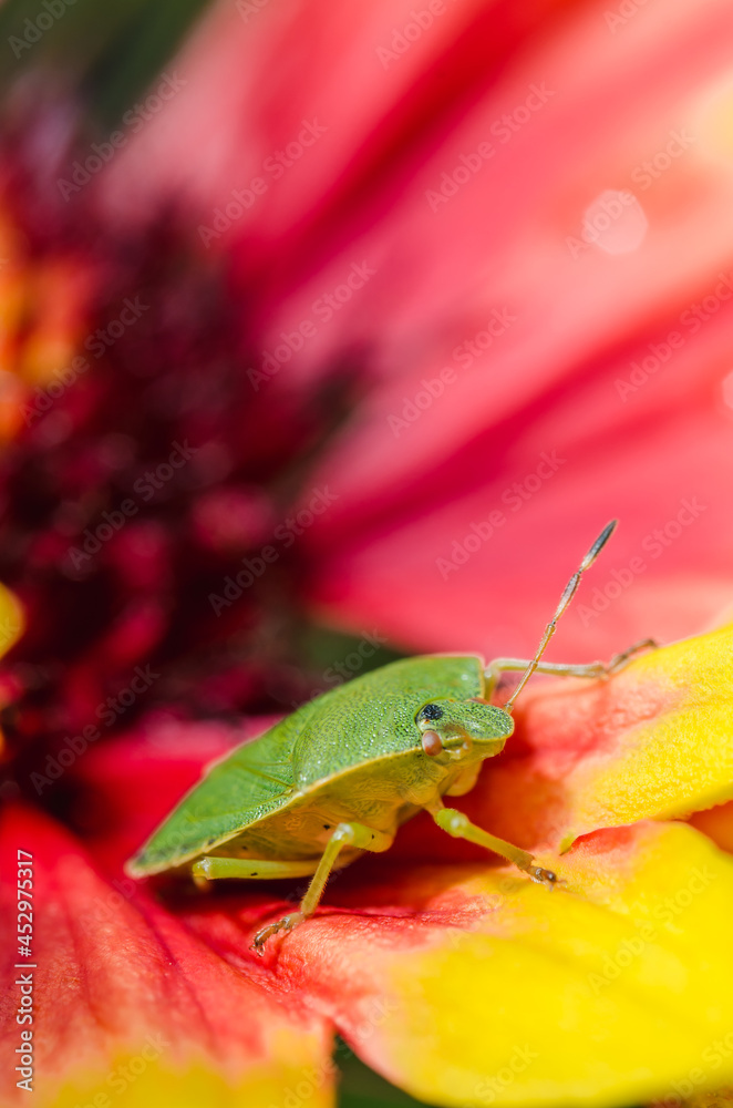 Palomena prasina on flower Gaillardia. Palomena prasina on flower Gaillardia.