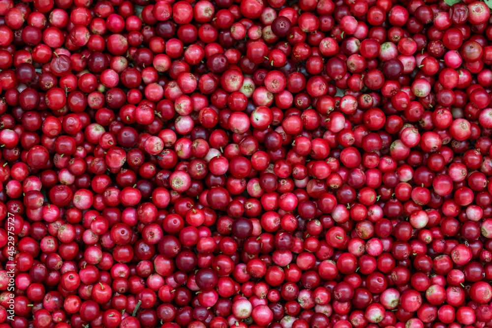 red berries cranberries, berry background red berries cranberries, berry background