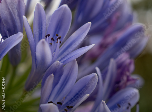 African lily or Agapanthus praecox  blue flower.