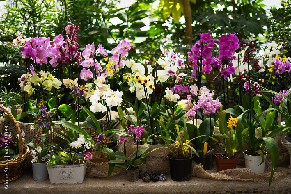 Different types of lilac, white and yellow orchids in flower pots in a greenhouse. The concept of growing exotic plants