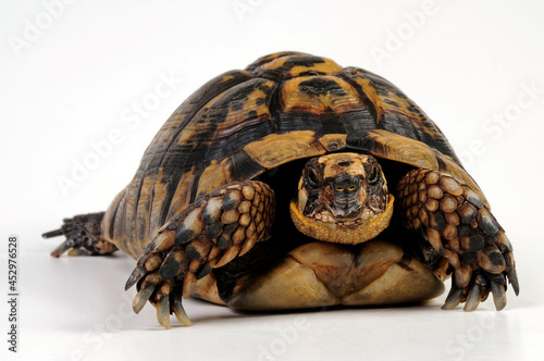 Maurische Landschildkröte // Greek tortoise, spur-thighed tortoise (Testudo graeca) 