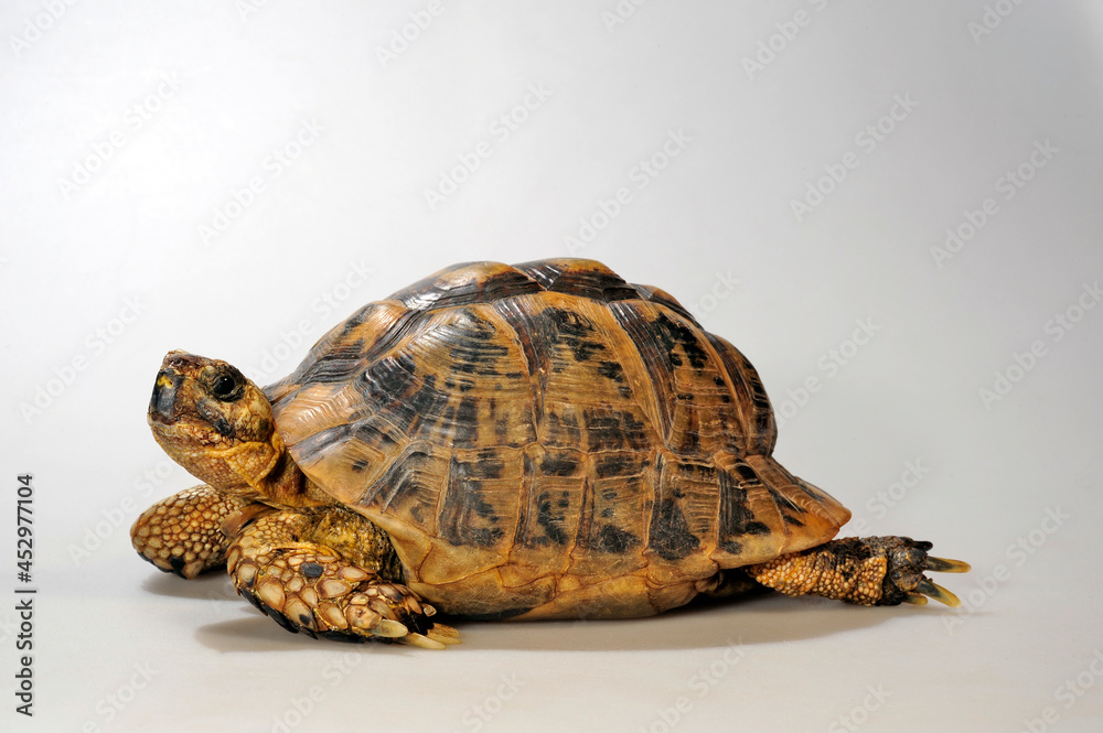 Obraz premium Greek tortoise, spur-thighed tortoise // Maurische Landschildkröte (Testudo graeca) 