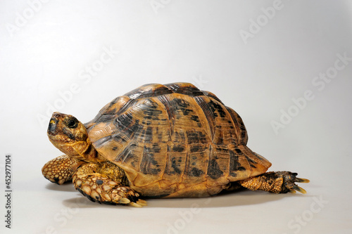 Greek tortoise, spur-thighed tortoise // Maurische Landschildkröte (Testudo graeca) 