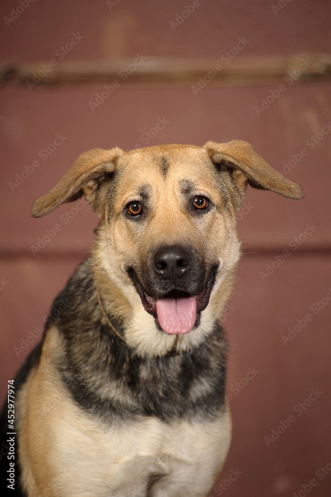 cute brown and black mongrel dog in studio