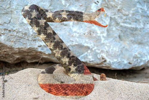 American flag pattern on a rattlesnake in desert sand