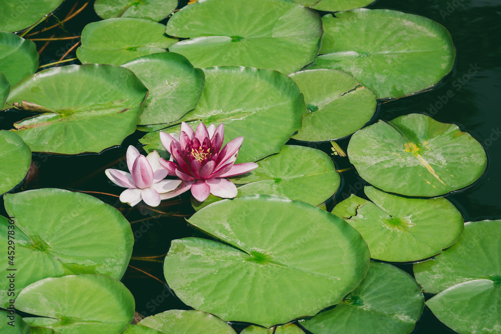 Scarlet lilies in green leaves on the water surface of the lake. Calm bland look for a calendar or postcard. Scarlet lilies in green leaves on the water surface of the lake. Calm bland look for a calendar or postcard.