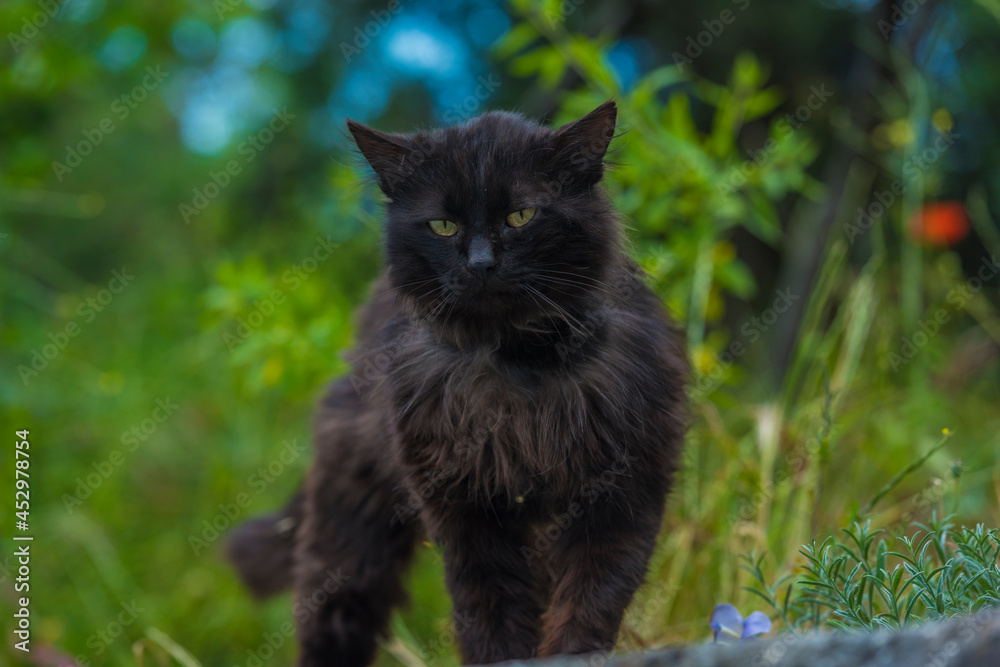 black cat outdoors on green grass in summer