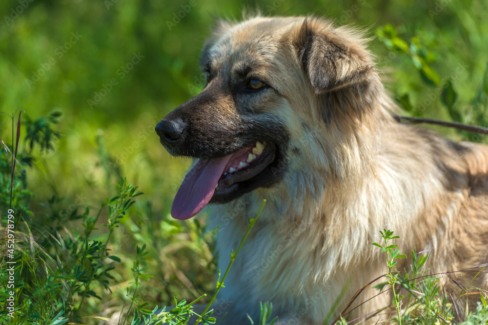 adorable beige fluffy mestizo dog in summer adorable beige fluffy mestizo dog in summer