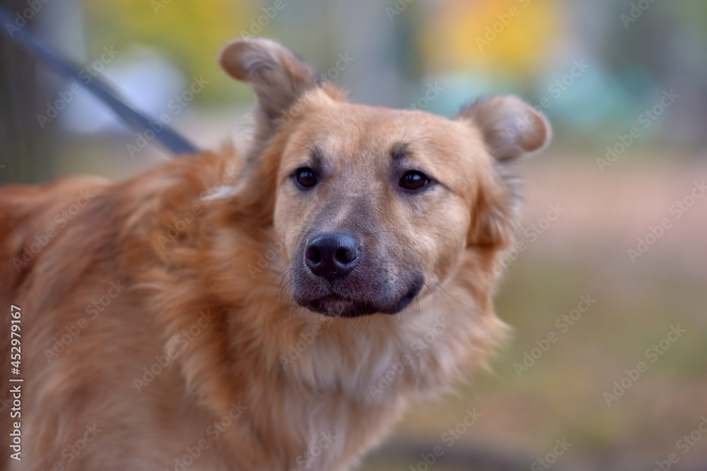 ginger mongrel dog at animal shelter ginger mongrel dog at animal shelter