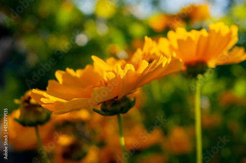 Yellow flower. Bright background. Good emphasis on summer. © Fotostock32