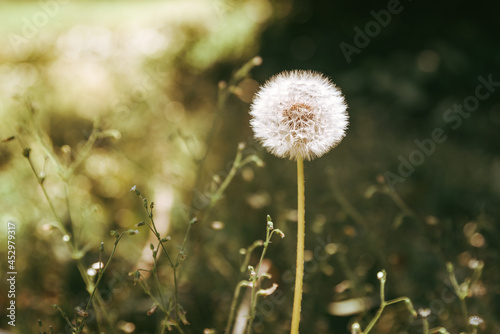 Dandelion flower in a field