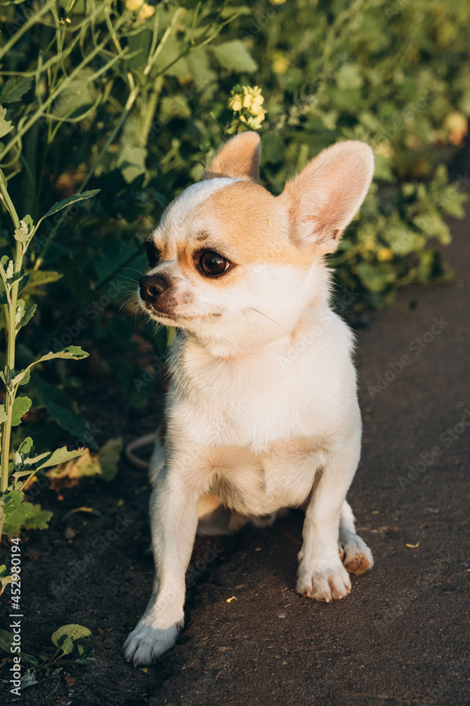 A Chihuahua dog boy, on a walk in a harness in the park on a summer evening.