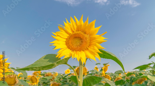 Fleurs de tournesols dans un champs avec la lumi  re du soleil. 