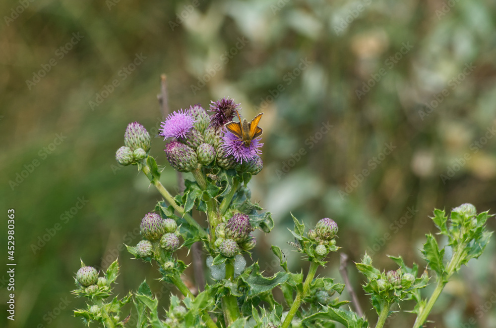 Tiny Orange Butterfly on Thistle Flower Tiny Orange Butterfly on Thistle Flower