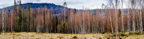 birch forest in Carpathian mountains