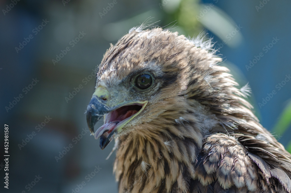 Portrait of a young kite with the remains of youthful down Portrait of a young kite with the remains of youthful down