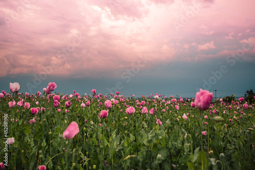Pinker Mohn mit rosa Wolken  © Silke Koch