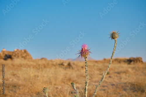 Desert rose thorny plant on yellow wheat and blue sky background in Hasan Mountain  Hasan Dagi  Turkey Aksaray