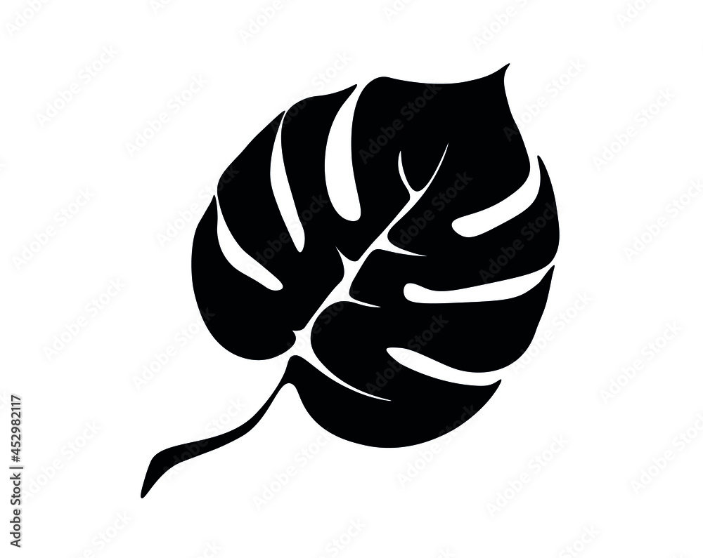 Vector illustration. Black and white drawing of monstera leaf for template, background, textile, wrapping. Use in interior design. Vector illustration. Black and white drawing of monstera leaf for template, background, textile, wrapping. Use in interior design.